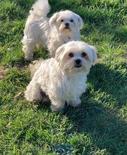 Elevage Kimy's Valey image 19