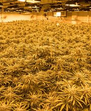 Lume Cannabis Dispensary Evart, MI image 7