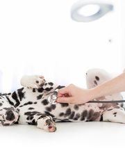 Veterinario Vet Sur Armeñime imagen 11