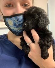 Independence Veterinary Clinic image 8