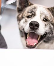 Riverbend Veterinary PetCare Hospital image 6