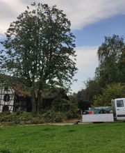 Baumpflege Hofstetter GmbH Bild 2