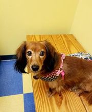 Southern Paws Animal Hospital image 13