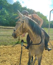 Les Poneys de Monthoiron image 12