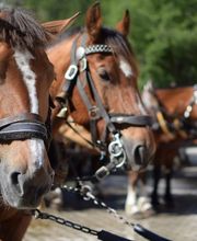 Clalüna-Sils Kutschenfahrten Bild 2