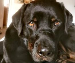 H.O.N.A.S - Mobile Hundeschule Bild 17