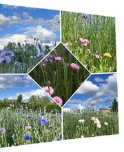 Blumen Haider Bild 1