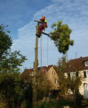 Grün & mehr Garten- und Landschaftsbau Thorsten Merkle Bild 6