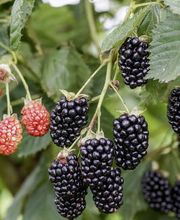 Baum- und Rosenschule Müller Bild 3