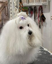 Détente Canine image 1