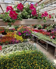 hollenstein blumengarten ag-Blumenshop-Gärtnerei-Gartenbau-Unterhalt-Grabpflege Bild 12