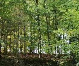 FriedWald Bad Laasphe Bild 1
