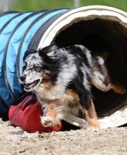 Tierklinik Rhenus AG Bild 14