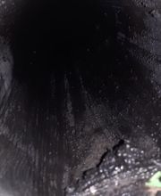 CF Ramonage image 19