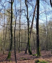 FriedWald Litermont Bild 3