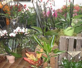 Blumen Hamm Bild 2