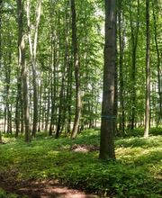 Blick in den Waldbereich im FriedWald Markersdorf.