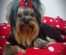 DogShine image 3