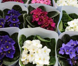 flores-abella-violeta-05.jpg