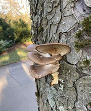 Baumdienst Behan Bild 14