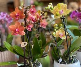 Blumenboutique Melanie Bild 4