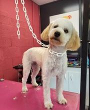 Tom&Co Chinon - Animalerie - Dog Wash image 14