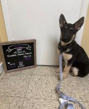 Brookhill Animal Hospital image 15