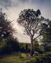 L'Arbre Remarquable image 10