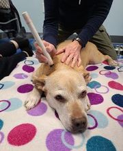 Williamsport West Veterinary Hospital image 14