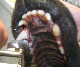 Dierenarts Meemortel De