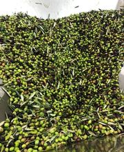 Antico Frantoio il Chiastrone immagine 8