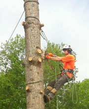 Dans Les Arbres image 7