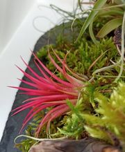 DecoArt Vinya i Mar imagen 1