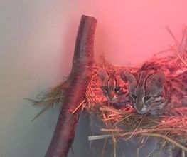Spaycific'Zoo image 9