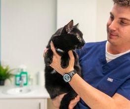 VetGenève - Clinique vétérinaire Bild 17