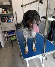 AU CHARME CANIN image 7