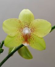 Bullo Luca Fiori Bild 13