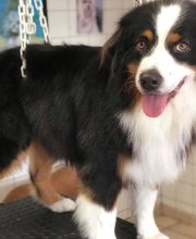 Au Chien Chic image 12