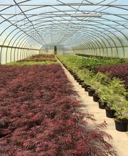 Baumschulen Eilers GbR Bild 7