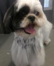 Chadog Toilettage image 15