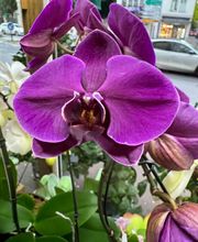 Ophélie Fleurs image 11