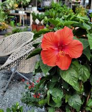 Midtown Garden Center image 11