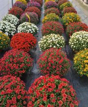 BJL Potager image 1