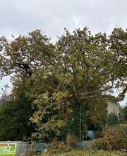 Sos Elagage image 17