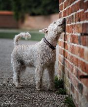 SH-Immo & partner Bild 8