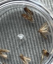 Christian Beck + Kai Schäfer Gbr - Schädlingsbekämpfung Bild 5