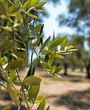 GRANAVIÑA SL imagen 8