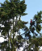 Ecureuil Elagage image 8