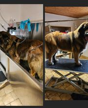 Royet Shanna Toilettage canin image 3