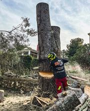 Sector Arbol imagen 4